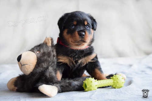�t��ata rotvajlera s PP - Rottweiler (RTW) - �t�n�