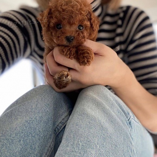 Prod�m n�dhern� �t���tka mini pudla Toy