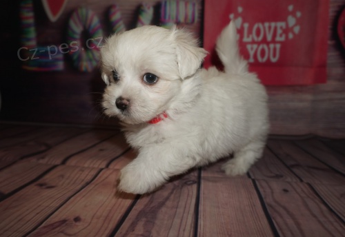 Prod�m O�KOVAN� �t��ata mini malt�z�k�.