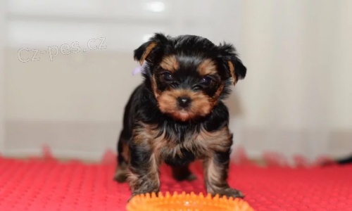 Prod�m mini �t��ata yorkie. �t��ata jsou v�echna o�kovan� a zdrav�