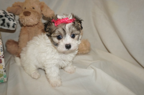 Prod�m zdrav� a o�kovan� �t��ata mini toy Havamalt.