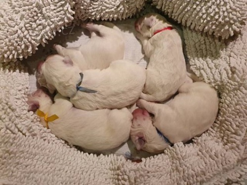 Slovensk� �uva� s PP