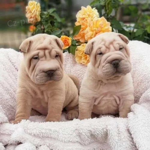 Prod�m zdrav� �t��ata o�kovan� shar-pei.