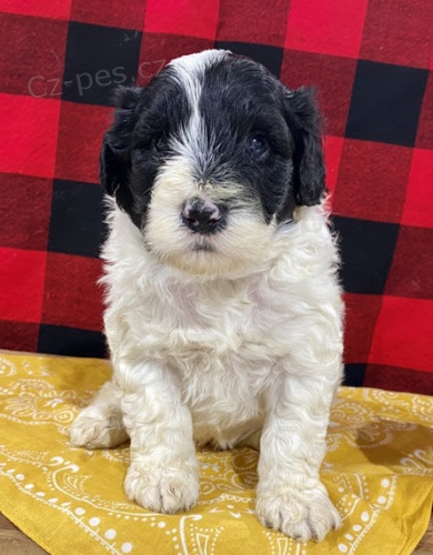 Prod�m mini o�kovan� �t��ata portugalsk�ho vodn�ho psa.