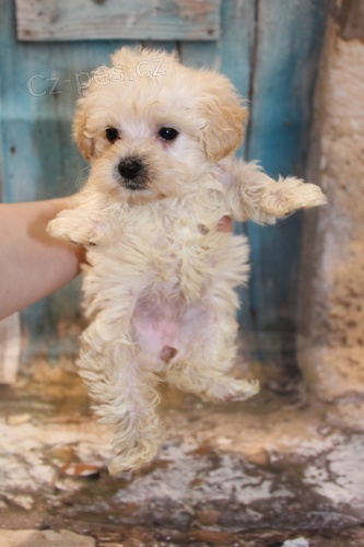 z�skejte na prodej n�dhern� a zdrav� �t��ata YORKIEPOO.