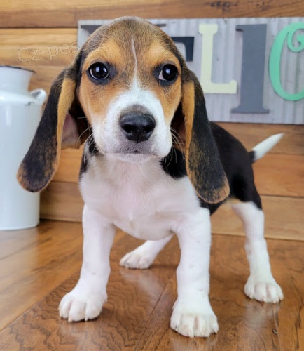 Prod�m kr�sn� a rozko�n� �t��ata b�gla.