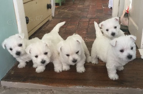Prod�m �t��ata West Highland White Terriers mini O�KOVAN� A OD�ERVOVAN�