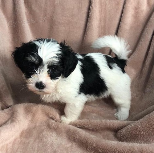 Prod�m roztomil� a zdrav� �t���tka havanese.