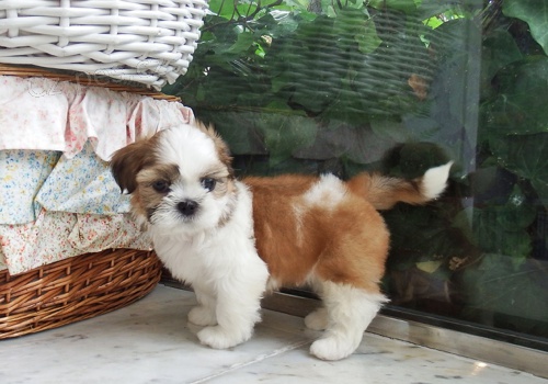 Prod�m �t��ata mini hra�ek Havamalt.