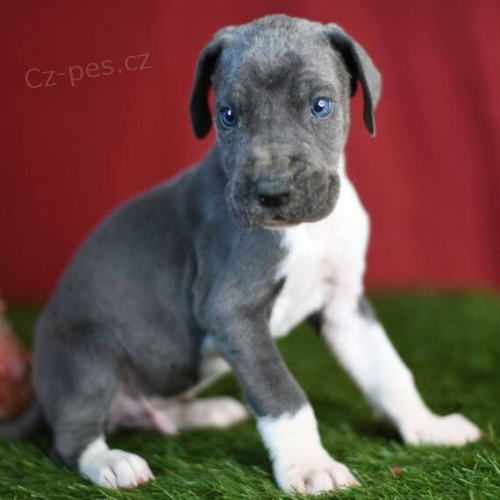 Prod�m �t��ata n�meck� dogy Nab�z�me k prodeji o�kovan� a od�erven� �t��ata n�meck� dogy.