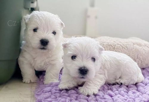 Prod�m mini �t��ata West Highland White Terriers