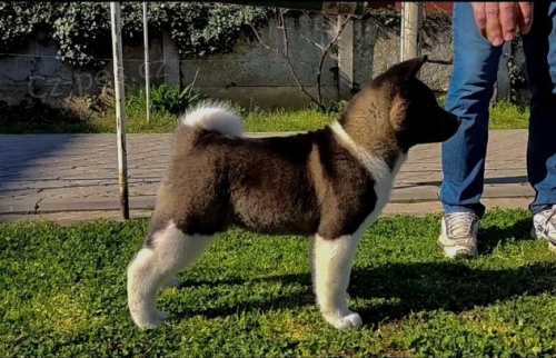 Americk� Akita �t��ata na prodej