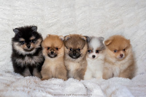 Vysoce kvalitn� �t��ata pomeranian�