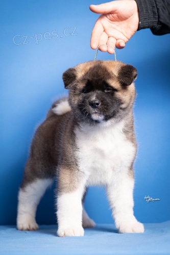 Americk� Akita �t��ata