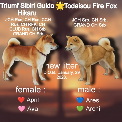 Shiba Inu �t��ata