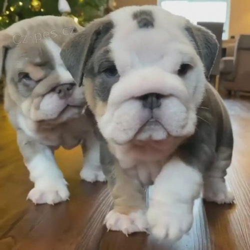 Prod�m kr�sn� �t��ata anglick�ho buldo�ka