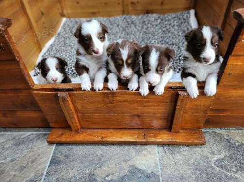 Prod�m �t��ata border kolie