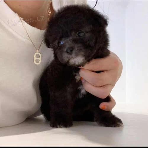 mini toy �t��ata �ern�ho pudla a pudla na prodej.