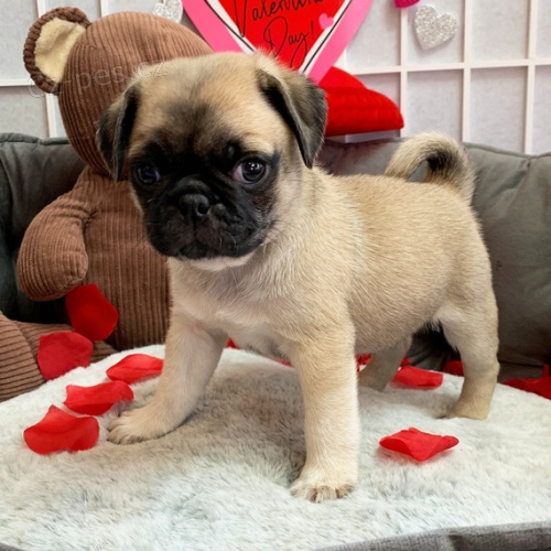�t��ata mops� k adopci.
