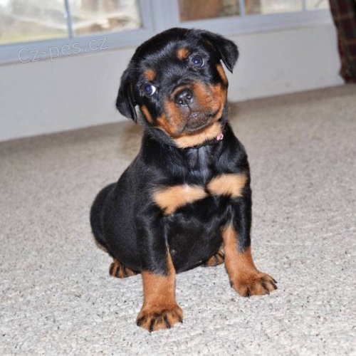 Kr�sn� �t��ata rotvajlera k dispozici a p�ipravena k prodeji. Pouze pro v�n� osoby.