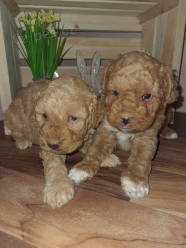 Maltipoo �t��ata