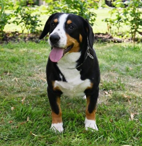 Entlebu�sk� sala�n�cky pes