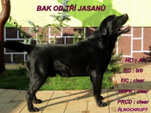 Labradorsk� retriever