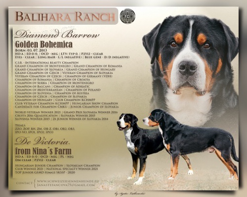 Ve�k� �vaj�iarsky sala�n�cky pes