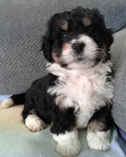 Kr�sn� �t��ata Bernedoodle jsou k dispozici a p�ipravena k prodeji. Pouze pro v�n� osoby.