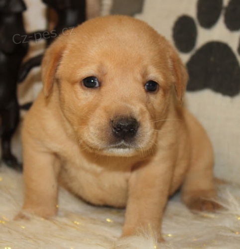 Prod�m zdrav� a kr�sn� �t��ata labradorsk�ho retr�vra a pejska.