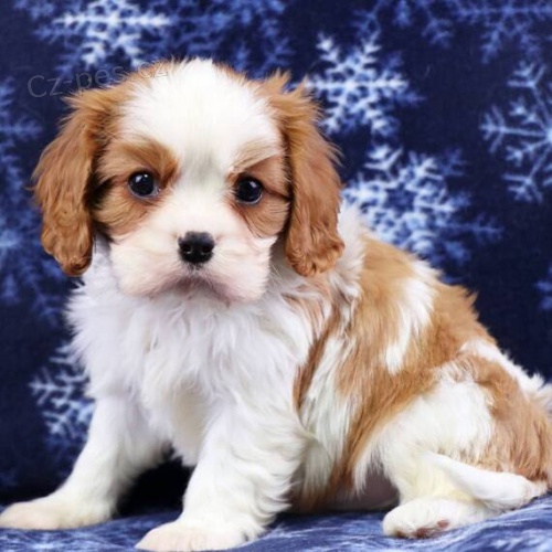 Prod�m mini o�kovan� �t��ata Kaval�r King Charles Spaniel.