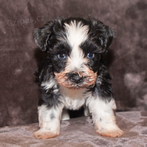 Prod�m ZDRAV�, O�KOVAN� a od�erven� �t��ata mini fenek a mal�ch kn�ra��.