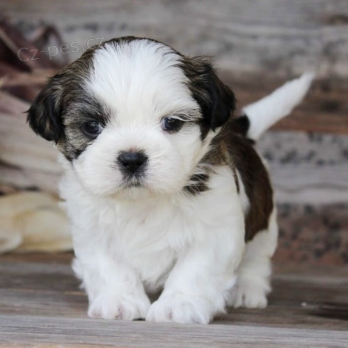 Prod�m hygienicky a soci�ln� vy�kolen� �t��ata SHIH TZU