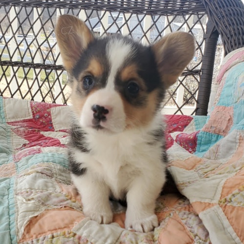 kr�sn� a and�lsk� �t��ata Pembroke Welsh Corgi na prodej.