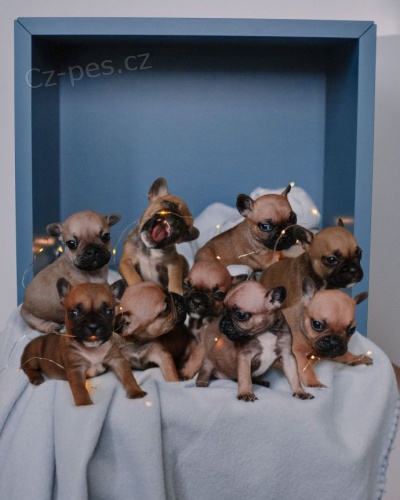 Francouzsk� buldo�ek �t��ata