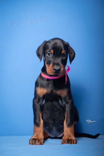 Dobrman �t��ata na prodej