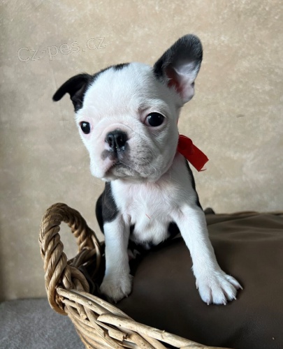 Bostonsk� teri�r � �t�n� fena