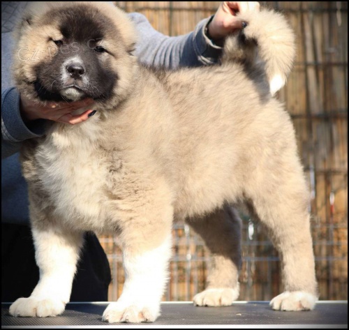 Kavkazsk� ov��k �t��ata