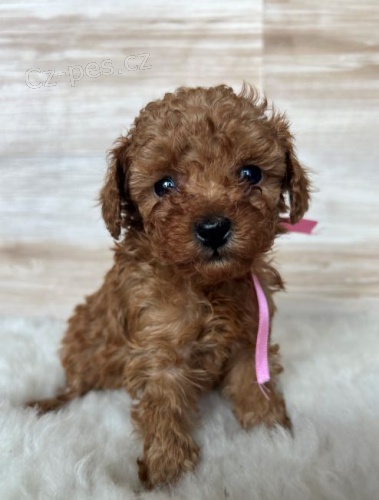 �erven� toy pudl � fena na prodej