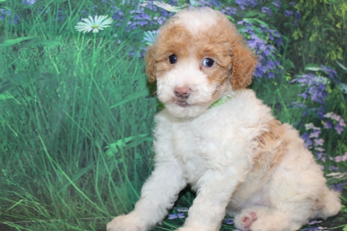 Prod�m zdrav� �t��ata LABRADOODLE.