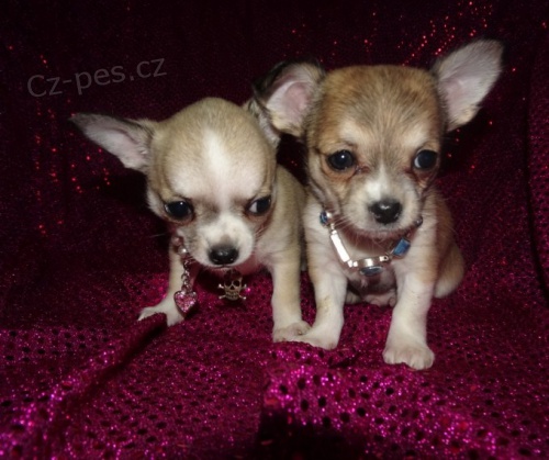 Prod�m KR�SN� O�KOVAN� MINI �t��ata �ivavy