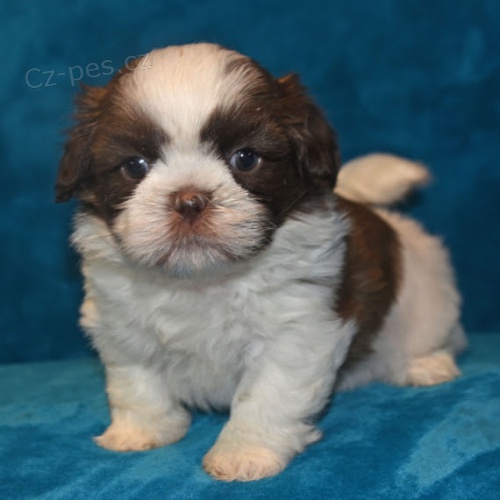 Prod�m hygienicky a soci�ln� vy�kolen� �t��ata SHIH TZU