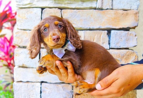 Prod�m zdrav� �t��ata DLOUHOSRST�CH o�kovan�ch zdrav�ch jezev��k�