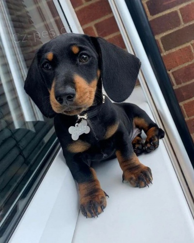 Miniaturn� kr�tkosrst� o�kovan� �t��ata jezev��ka