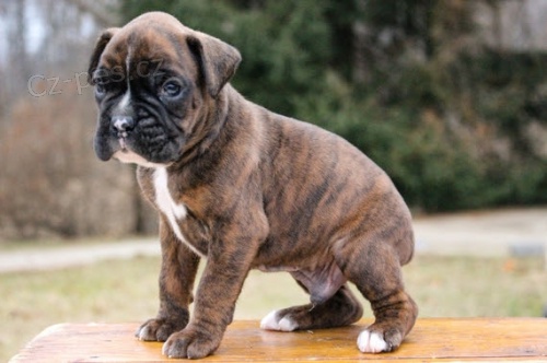 �t��ata n�meck�ho boxera k adopci