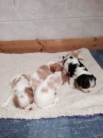 Kaval�r king charles spaniel