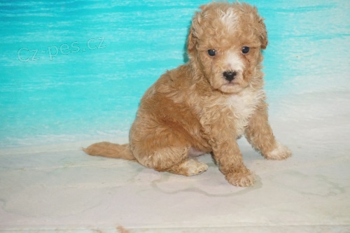 Prod�m zdrav� a o�kovan� �t��ata Bichonpoo mini toy.