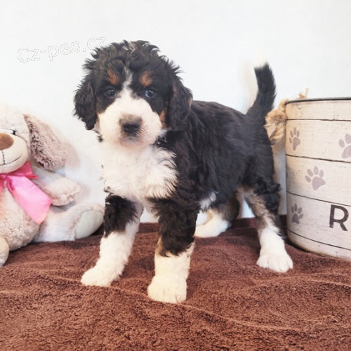 Kr�sn� a rozko�n� �t���tka Bernedoodle na prodej.