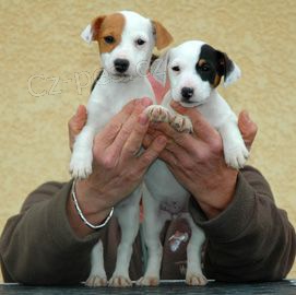 Prod�m zdrav� o�kovan� a od�erven� �t��ata jack russell teri�ra.