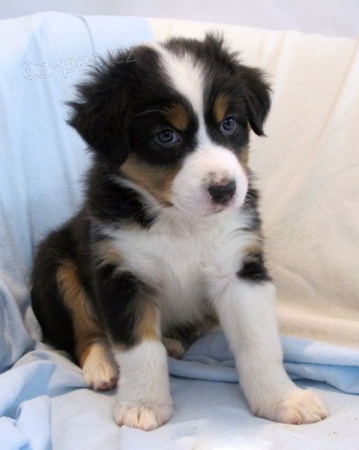 Prod�m roztomil� �t��ata australsk�ho ov��ka